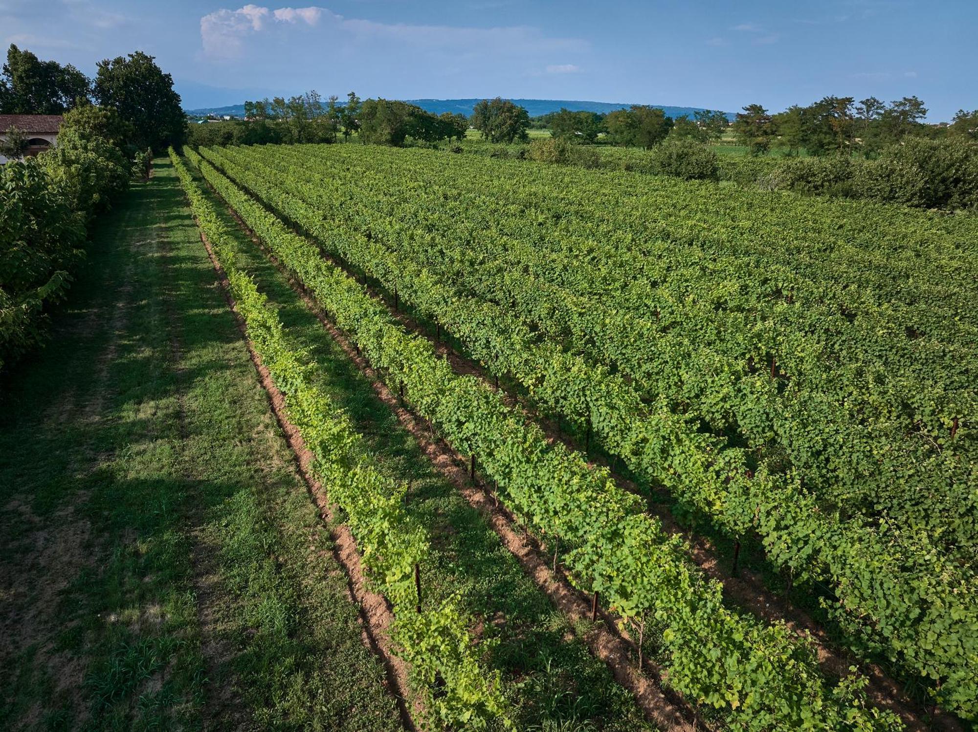 Agriturismo Zappare Farm Hotel Trevignano Bagian luar foto